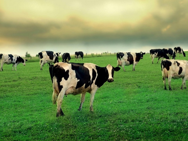 Содержание коров и уход за ними в Самаре | ЗооТом портал о животных