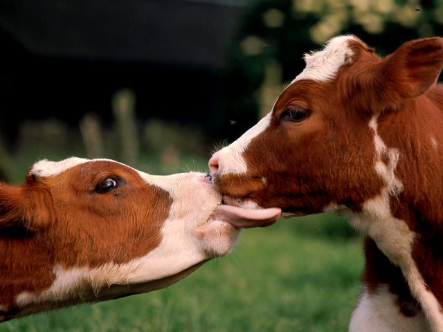 Статьи о коровах в Самаре | ЗооТом портал о животных