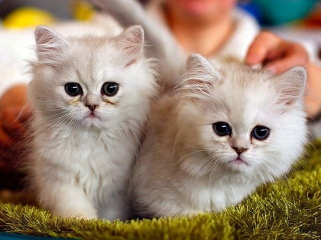 Породы кошек в Самаре | ЗооТом портал о животных