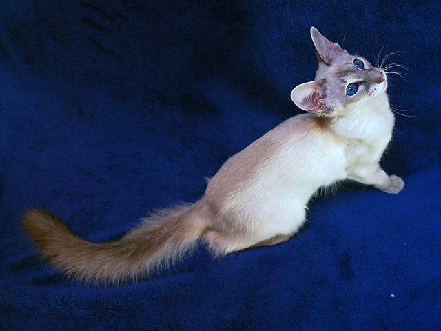 Выведенные породы кошек в Самаре | ЗооТом портал о животных