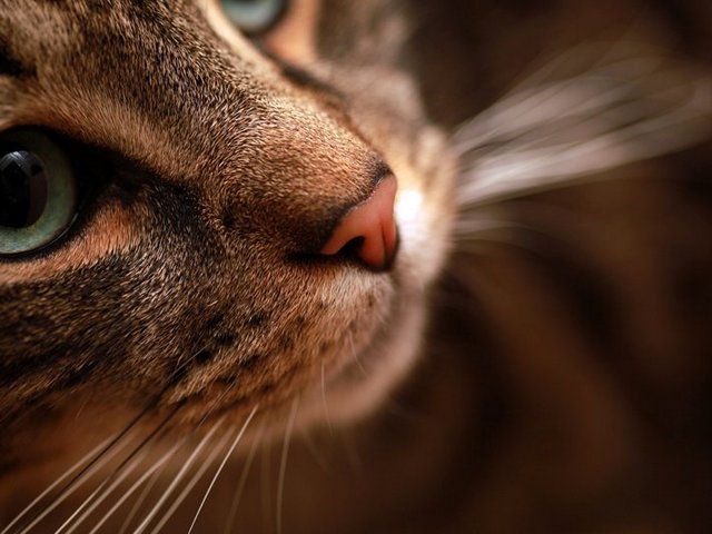 Статьи о кошках в Самаре | ЗооТом портал о животных