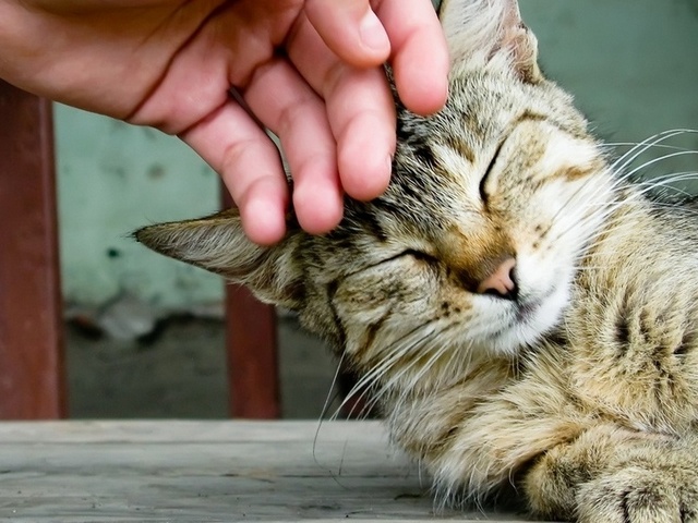 Интересные статьи о кошках в Самаре | ЗооТом портал о животных