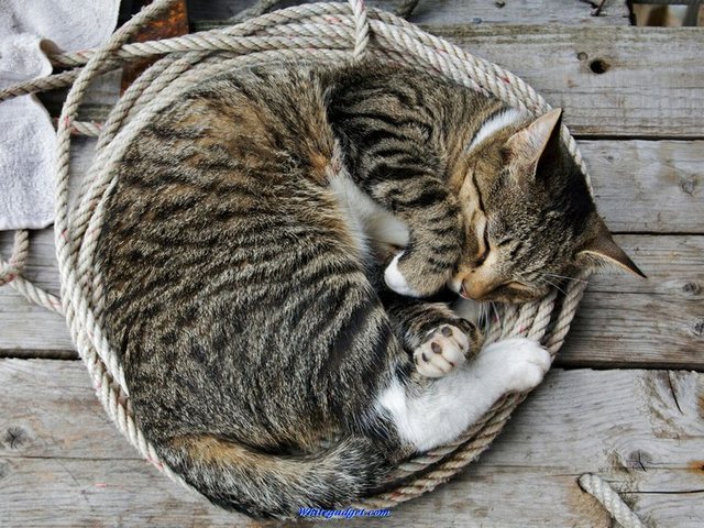 Все о кошках в Самаре | ЗооТом портал о животных
