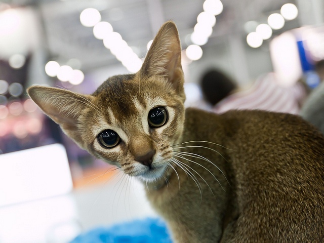 Выставки кошек в Самаре | ЗооТом портал о животных