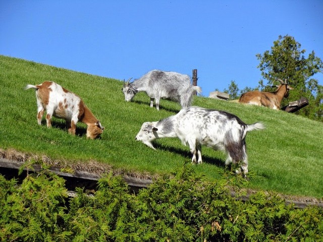 Все о козах в Самаре | ЗооТом портал о животных