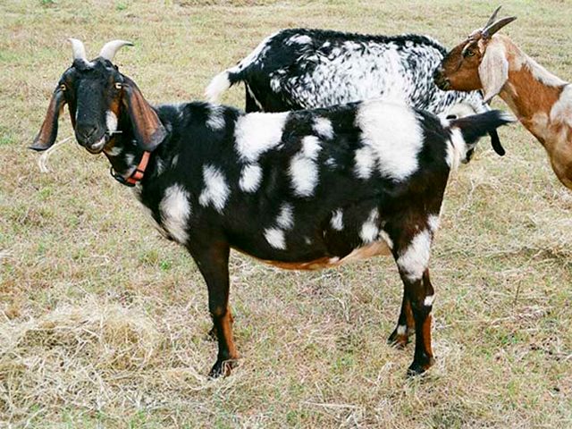 Породы коз в Самаре | ЗооТом портал о животных