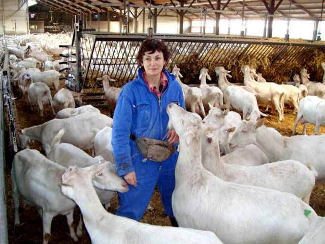 Содержание коз и уход за ними в Самаре | ЗооТом портал о животных