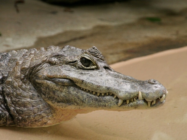 Все о крокодилах в Самаре | ЗооТом портал о животных
