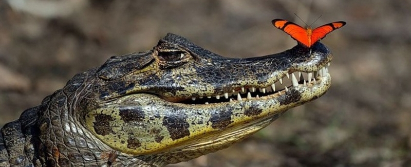 Все о крокодилах в Самаре | ЗооТом портал о животных