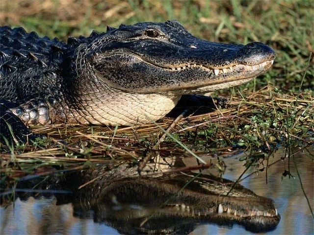 Породы крокодилов в Самаре | ЗооТом портал о животных