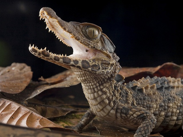 Содержание крокодилов и уход за ними в Самаре | ЗооТом портал о животных