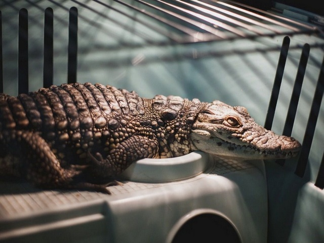 Содержание крокодилов и уход за ними в Самаре | ЗооТом портал о животных