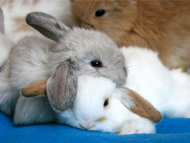 Статьи о кроликах в Самаре | ЗооТом портал о животных
