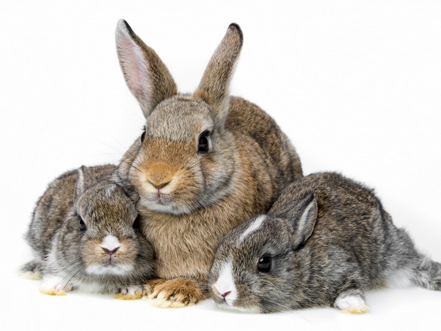 Все о кроликах в Самаре | ЗооТом портал о животных
