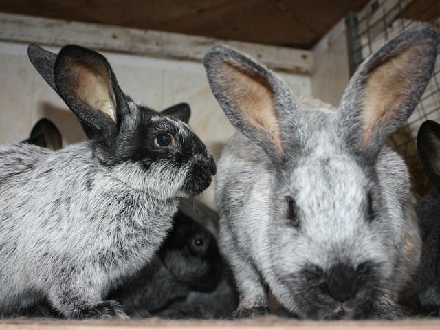 Породы кроликов в Самаре | ЗооТом портал о животных