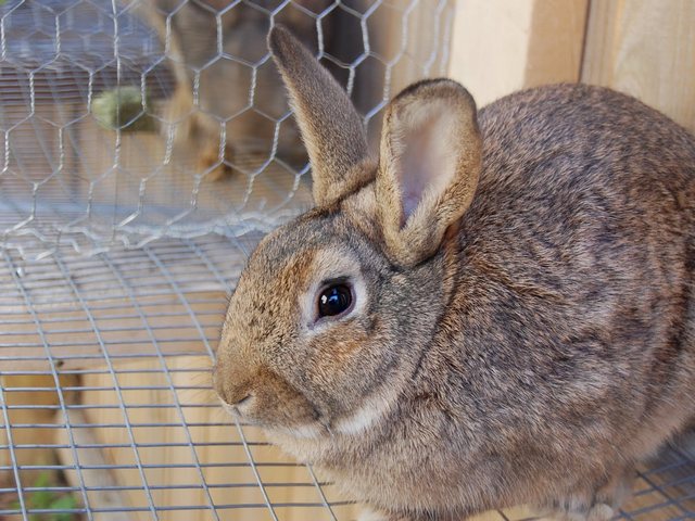 Содержание кроликов и уход за ними в Самаре | ЗооТом портал о животных