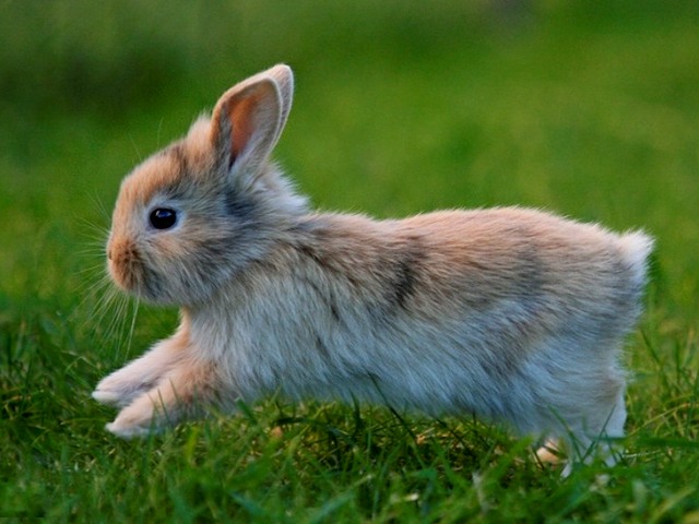 Статьи о кроликах в Самаре | ЗооТом портал о животных