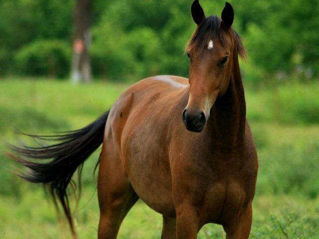 Содержание лошадей и уход за ними в Самаре | ЗооТом портал о животных