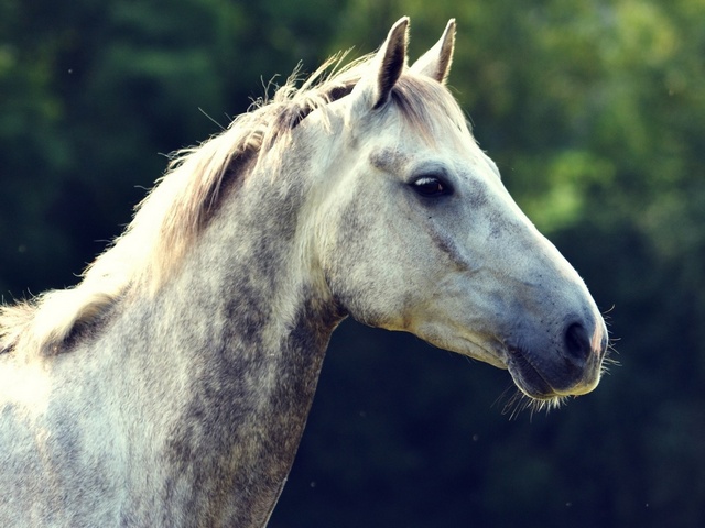 Уход за лошадьми в Самаре | ЗооТом портал о животных