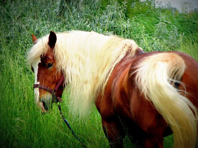 Породы лошадей в Самаре | ЗооТом портал о животных