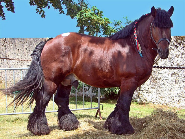 Породы лошадей в Самаре | ЗооТом портал о животных