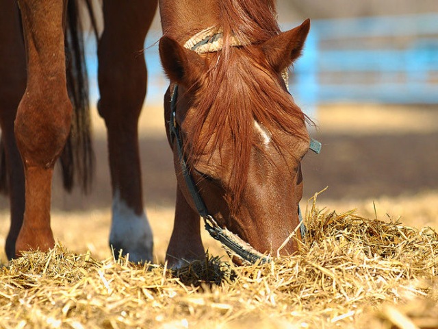 Содержание лошадей в Самаре | ЗооТом портал о животных