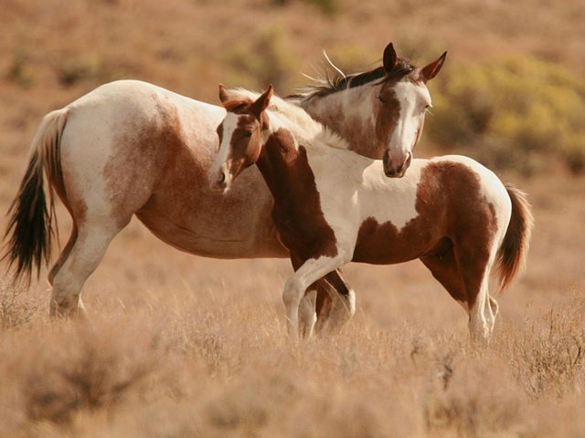 Интересные факты лошадях в Самаре | ЗооТом портал о животных