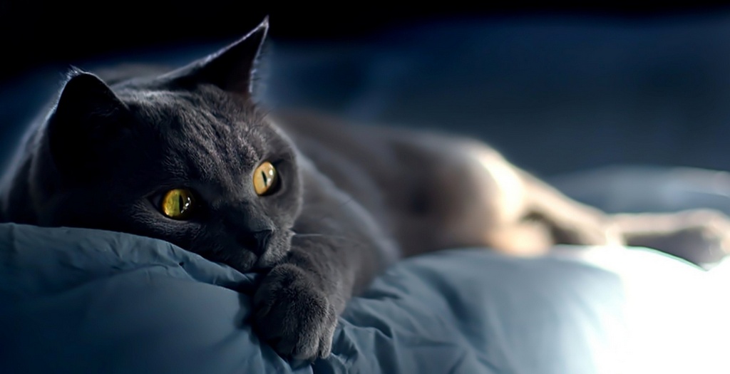 Объявления о кошках | ЗооТом - продажа, вязка и услуги для животных в Самаре