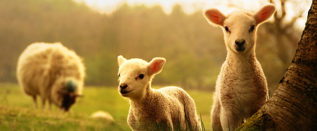 Объявления о сельскохозяйственных животных | ЗооТом - продажа, вязка и услуги для животных в Самаре