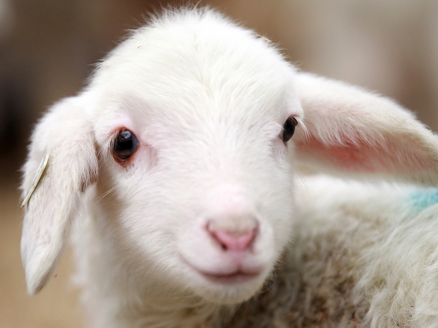 Овцы и бараны в Самаре | ЗооТом портал о животных