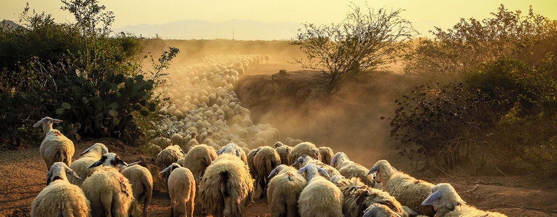 Все об овцах в Самаре | ЗооТом портал о животных