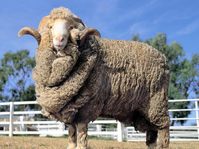 Породы овец в Самаре | ЗооТом портал о животных