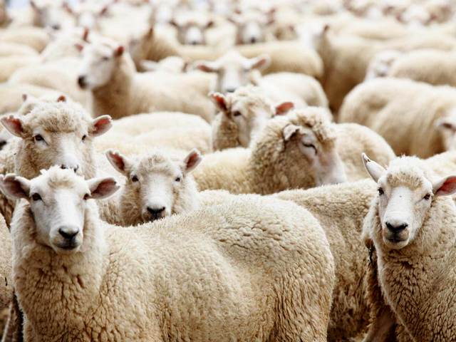 Породы овец в Самаре | ЗооТом портал о животных