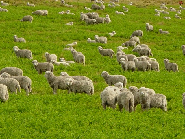 Содержание овец и уход за ними в Самаре | ЗооТом портал о животных