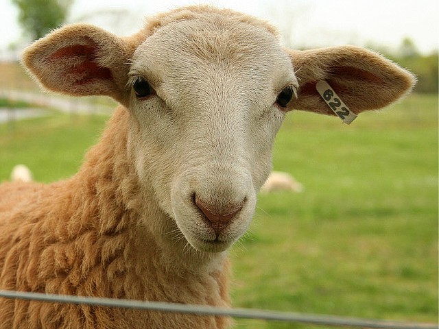 Статьи об овцах в Самаре | ЗооТом портал о животных