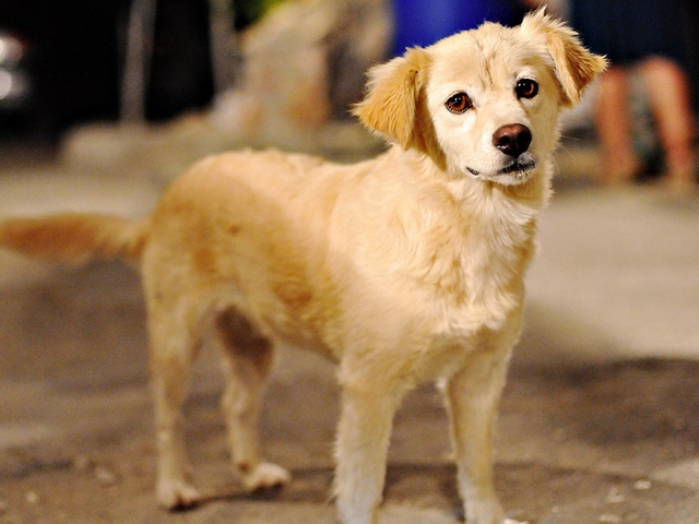 Породы собак в Самаре | ЗооТом портал о животных