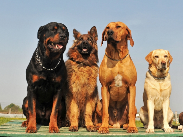 Крупные породы собак в Самаре | ЗооТом портал о животных