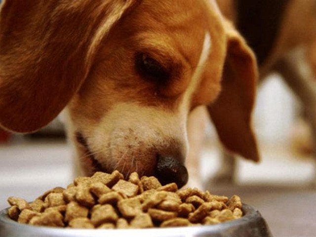 Содержание собаки в Самаре | ЗооТом портал о животных