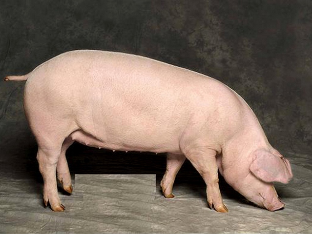 Породы свиней в Самаре | ЗооТом портал о животных