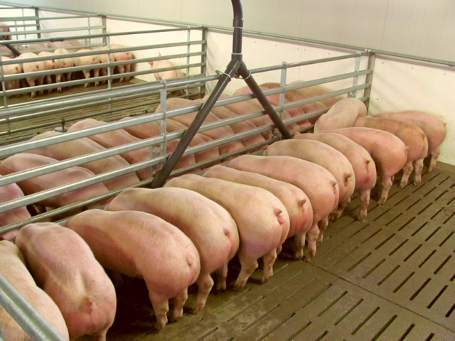 Содержание свиней и уход за ними в Самаре | ЗооТом портал о животных