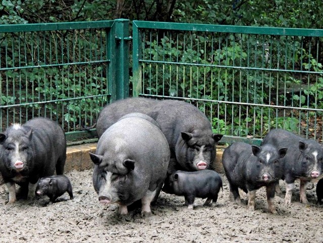 Содержание свиней и уход за ними в Самаре | ЗооТом портал о животных