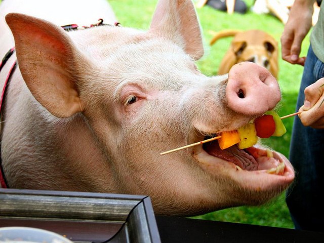 Статьи о свиньях в Самаре | ЗооТом портал о животных