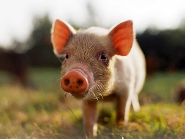 Все о свиньях в Самаре | ЗооТом портал о животных