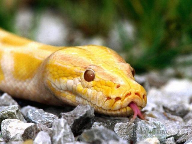 Породы змей в Самаре | ЗооТом портал о животных