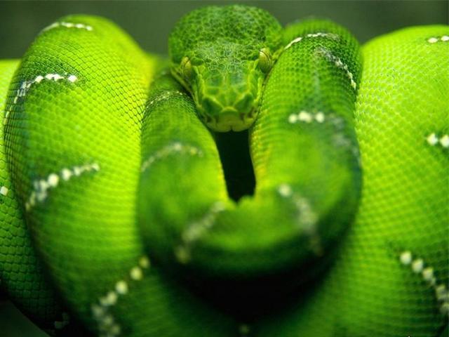 Породы змей в Самаре | ЗооТом портал о животных