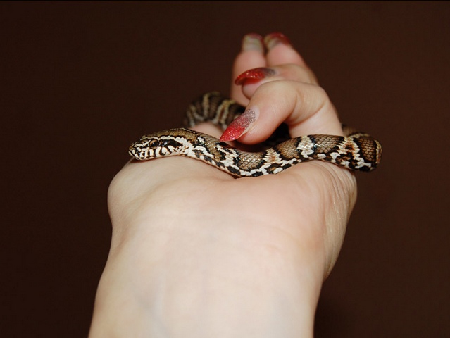 Содержание змей и уход за ними в Самаре | ЗооТом портал о животных