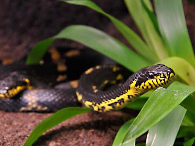 Содержание змей и уход за ними в Самаре | ЗооТом портал о животных