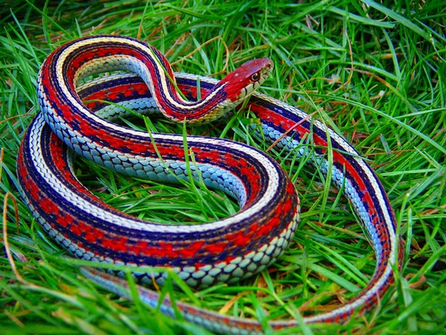 Все о змеях в Самаре | ЗооТом портал о животных