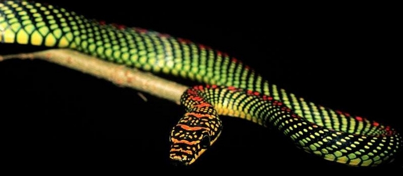 Все о змеях в Самаре | ЗооТом портал о животных